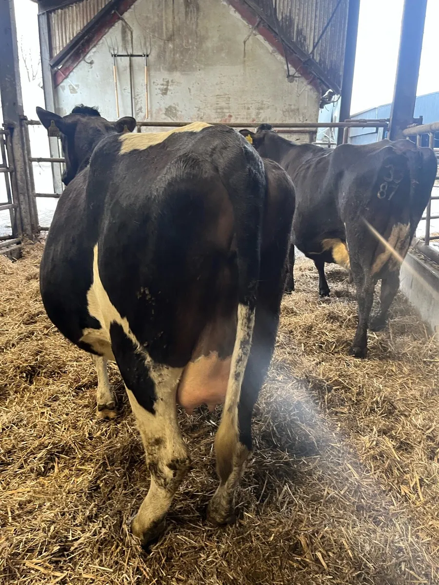 12 Incalf and calved heifers - Image 2