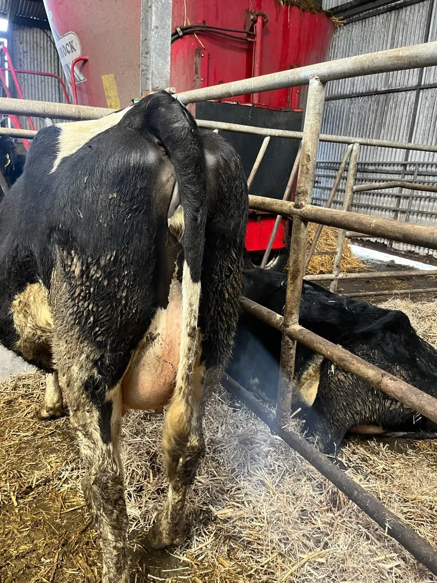 12 Incalf and calved heifers - Image 4