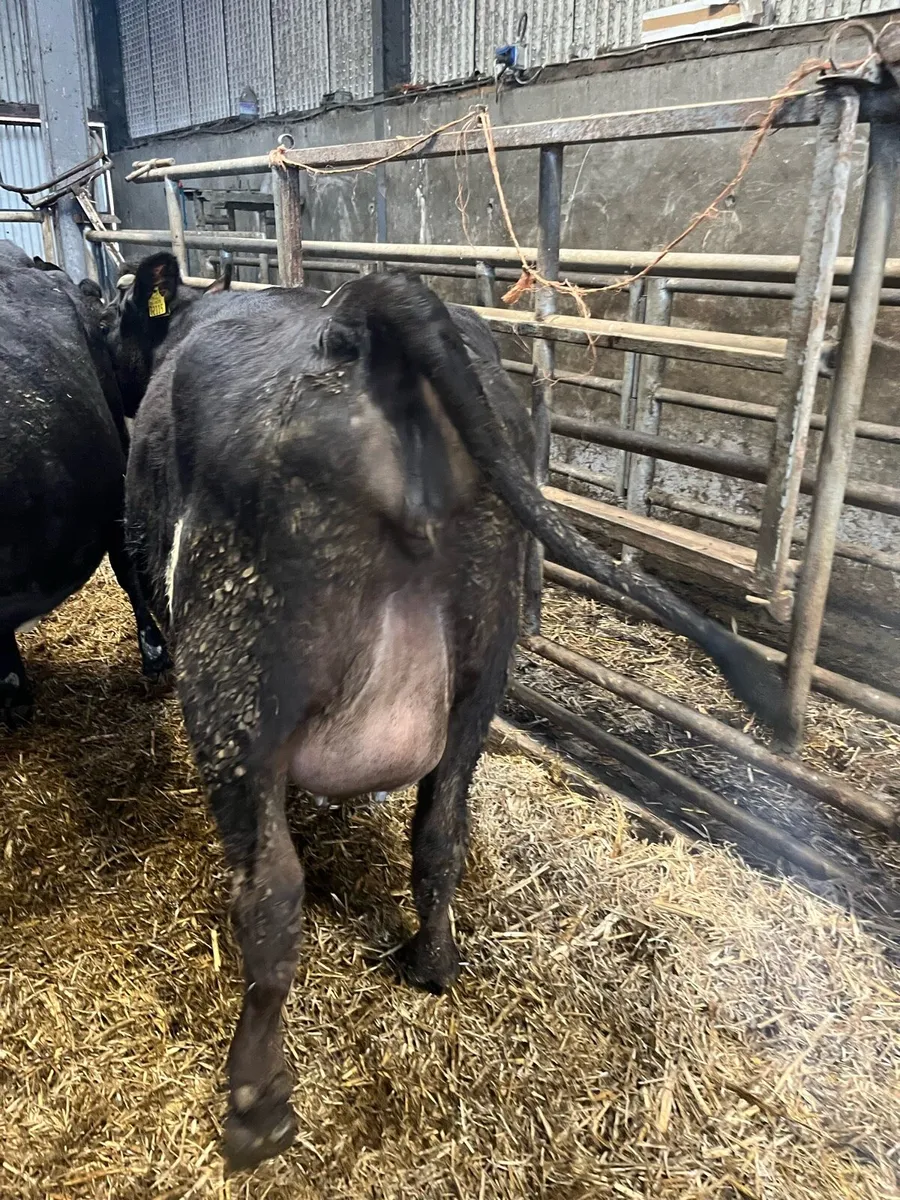 12 Incalf and calved heifers - Image 3