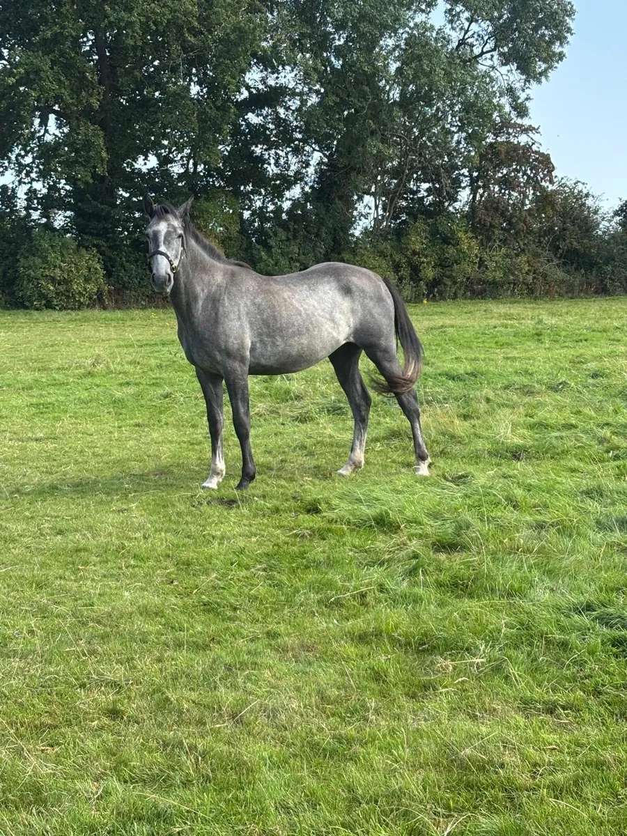 Connemara x - Image 2