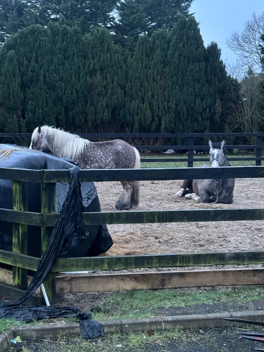 Connemara x - Image 3