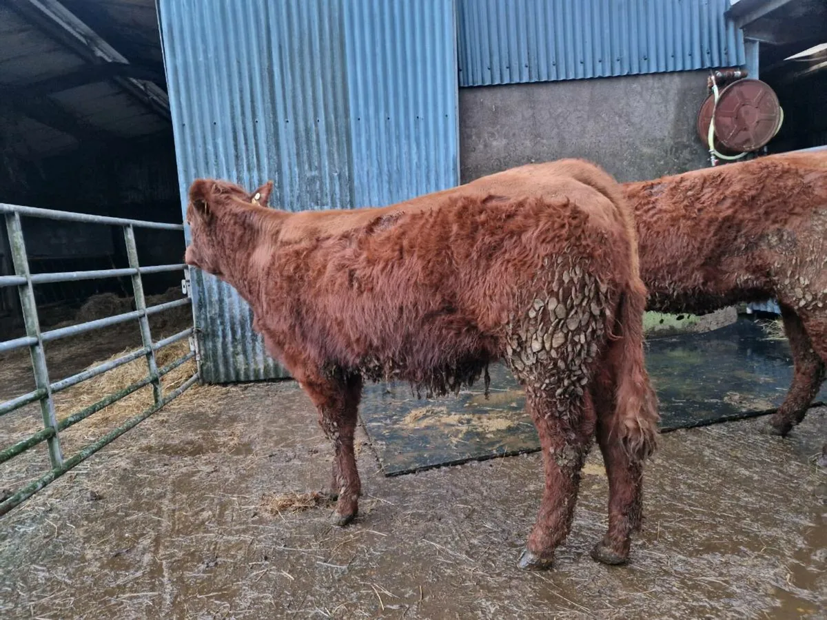 Saler 4 star rating genotype breeding heifers - Image 1