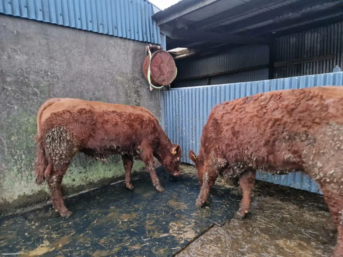 Saler 4 star rating genotype breeding heifers - Image 2