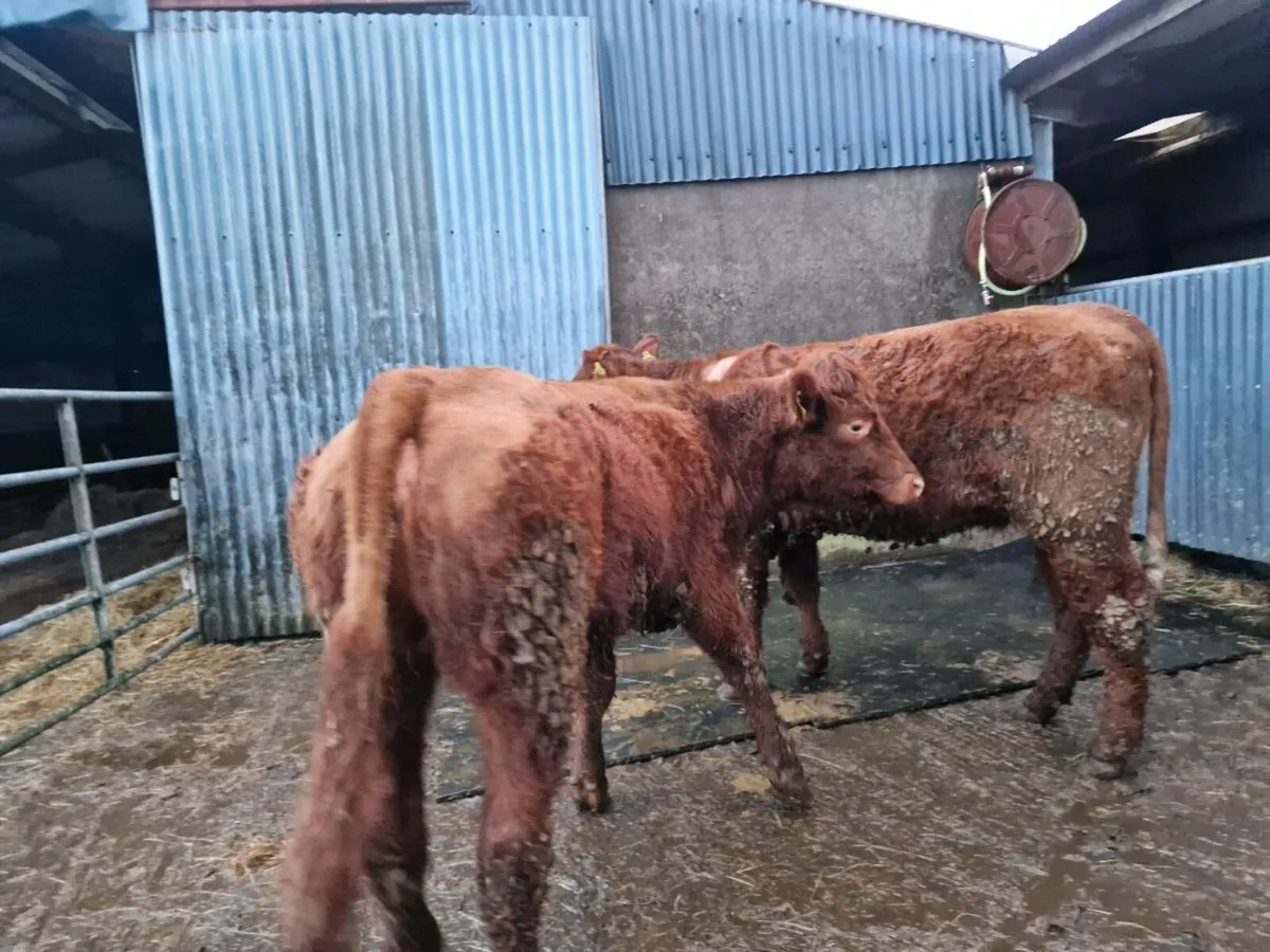 Saler 4 star rating genotype breeding heifers - Image 4