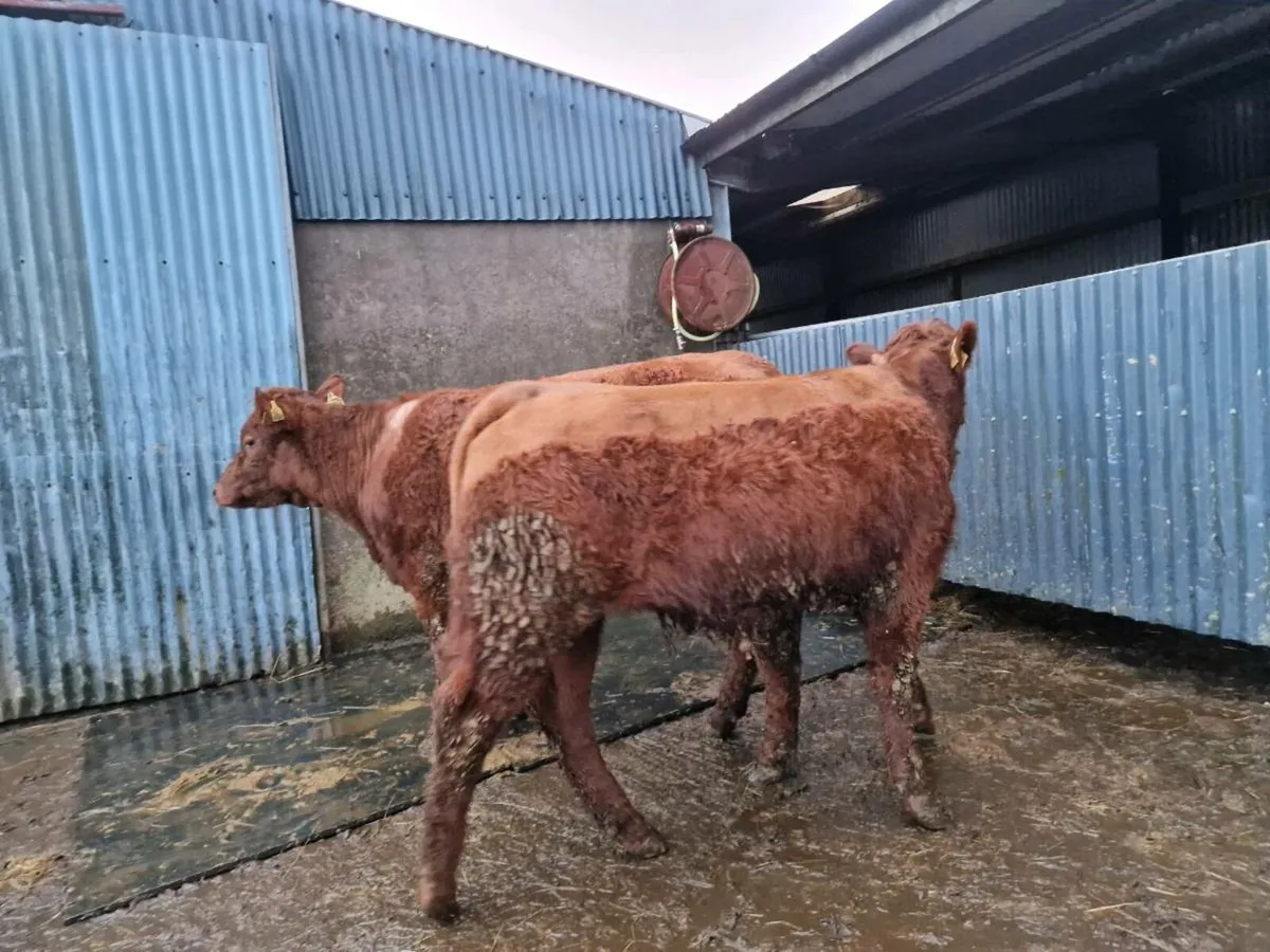 Saler 4 star rating genotype breeding heifers - Image 3