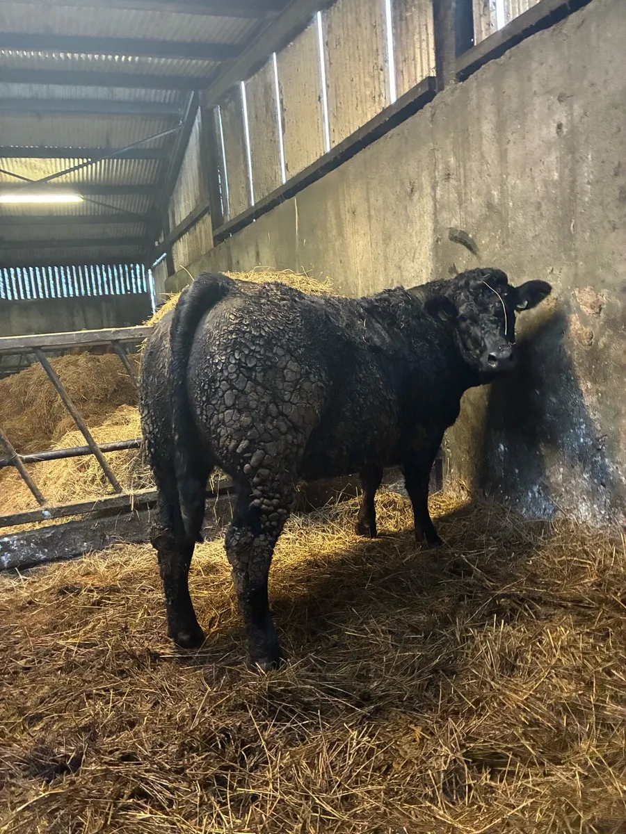 ⭐️Limousin Springer⭐️ - Image 1