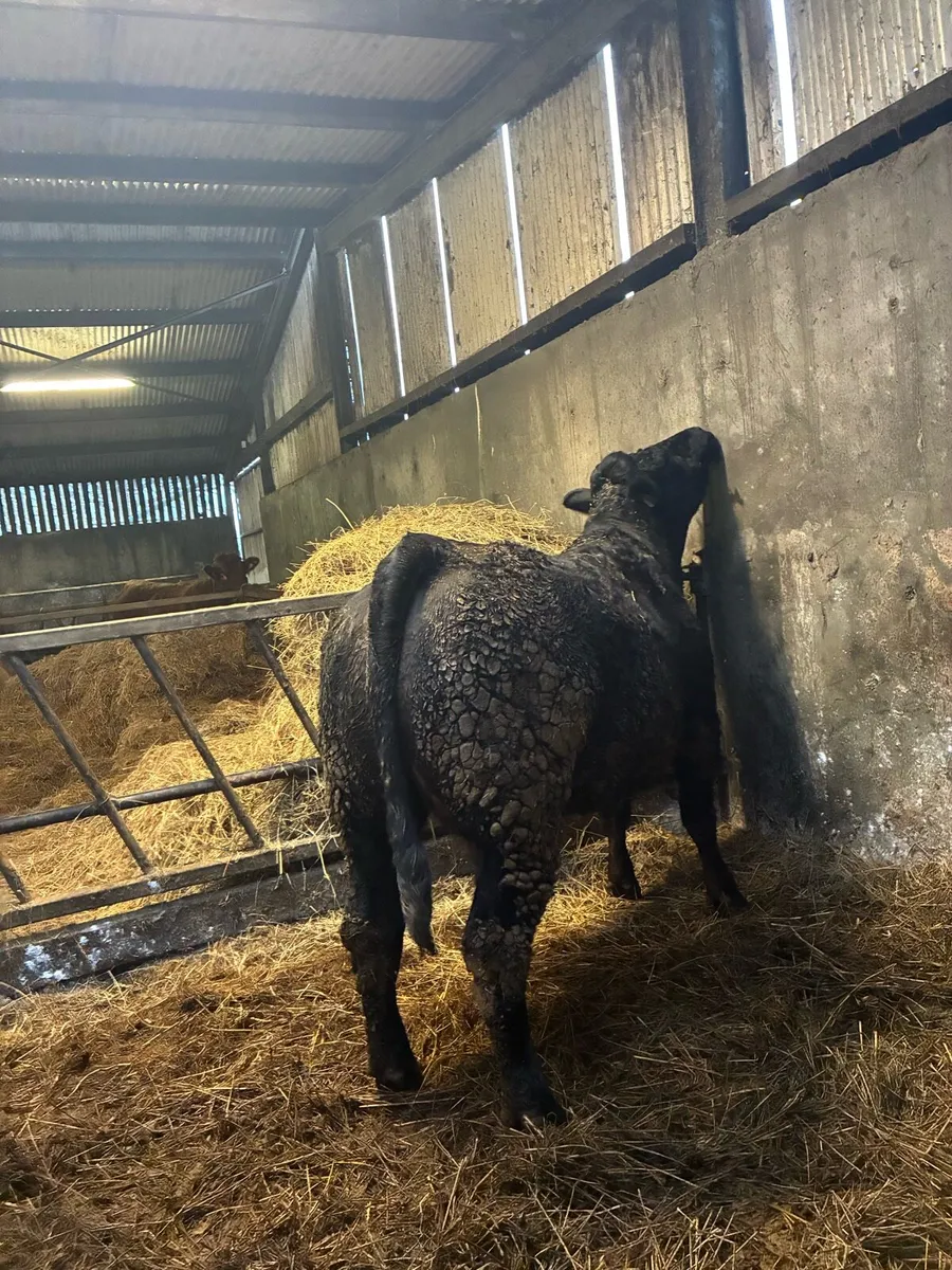 ⭐️Limousin Springer⭐️ - Image 2