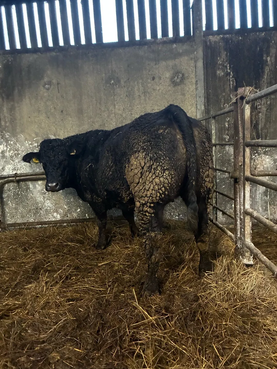 ⭐️Limousin Springer⭐️ - Image 4