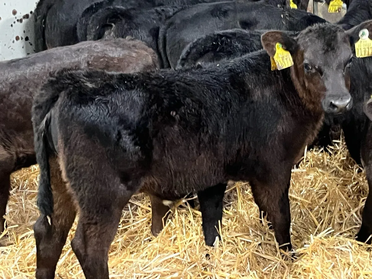 12 Super AA Heifer Calves - Image 1
