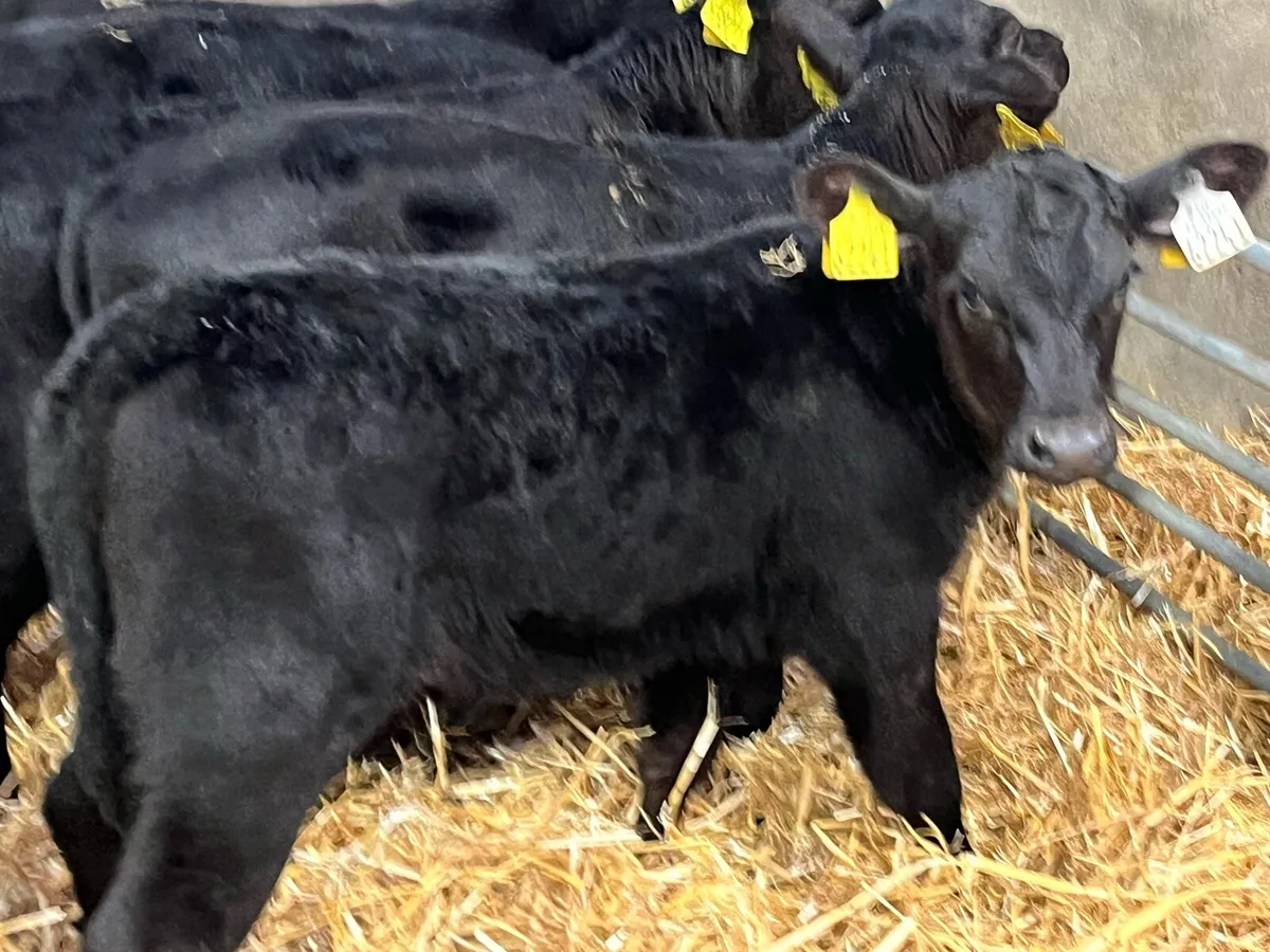 12 Super AA Heifer Calves - Image 3