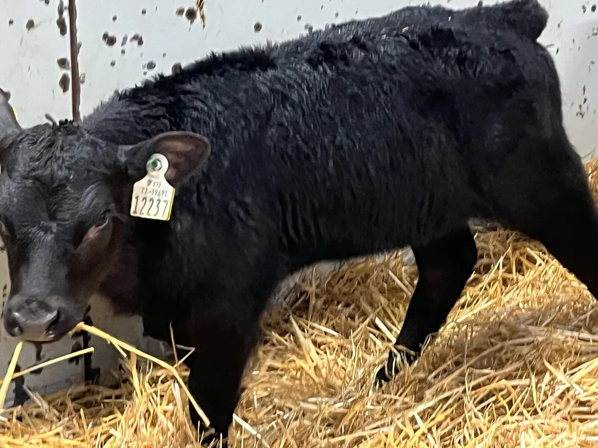 12 Super AA Heifer Calves - Image 4