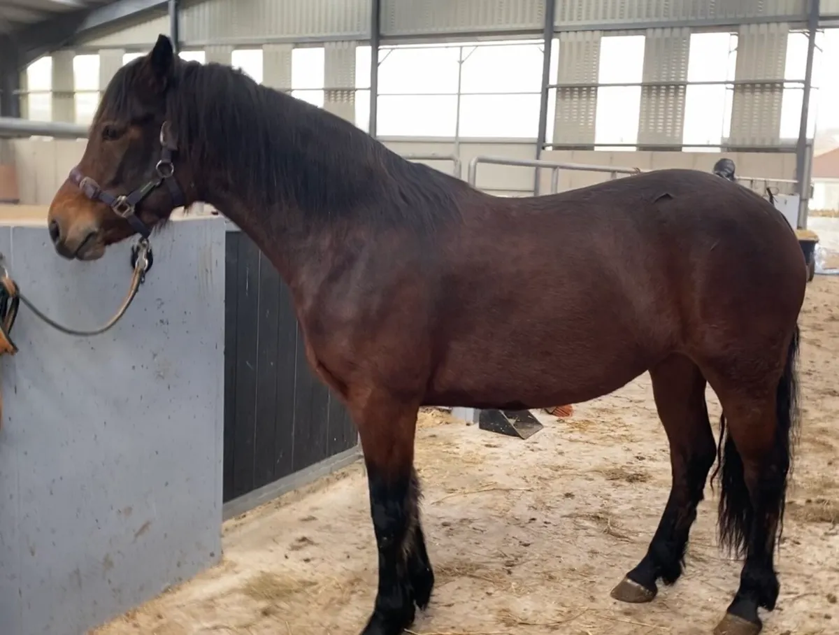 6yo registered connemara mare - Image 1