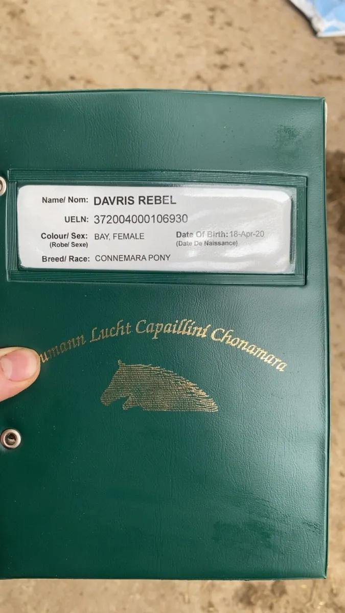 6yo registered connemara mare - Image 3