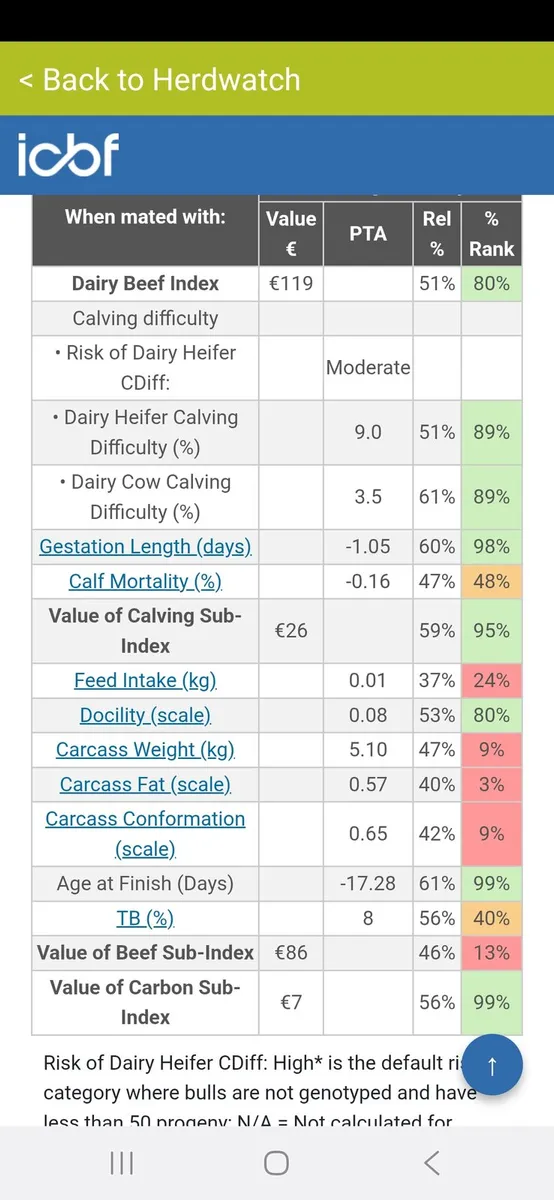 Hereford bulls - Image 4