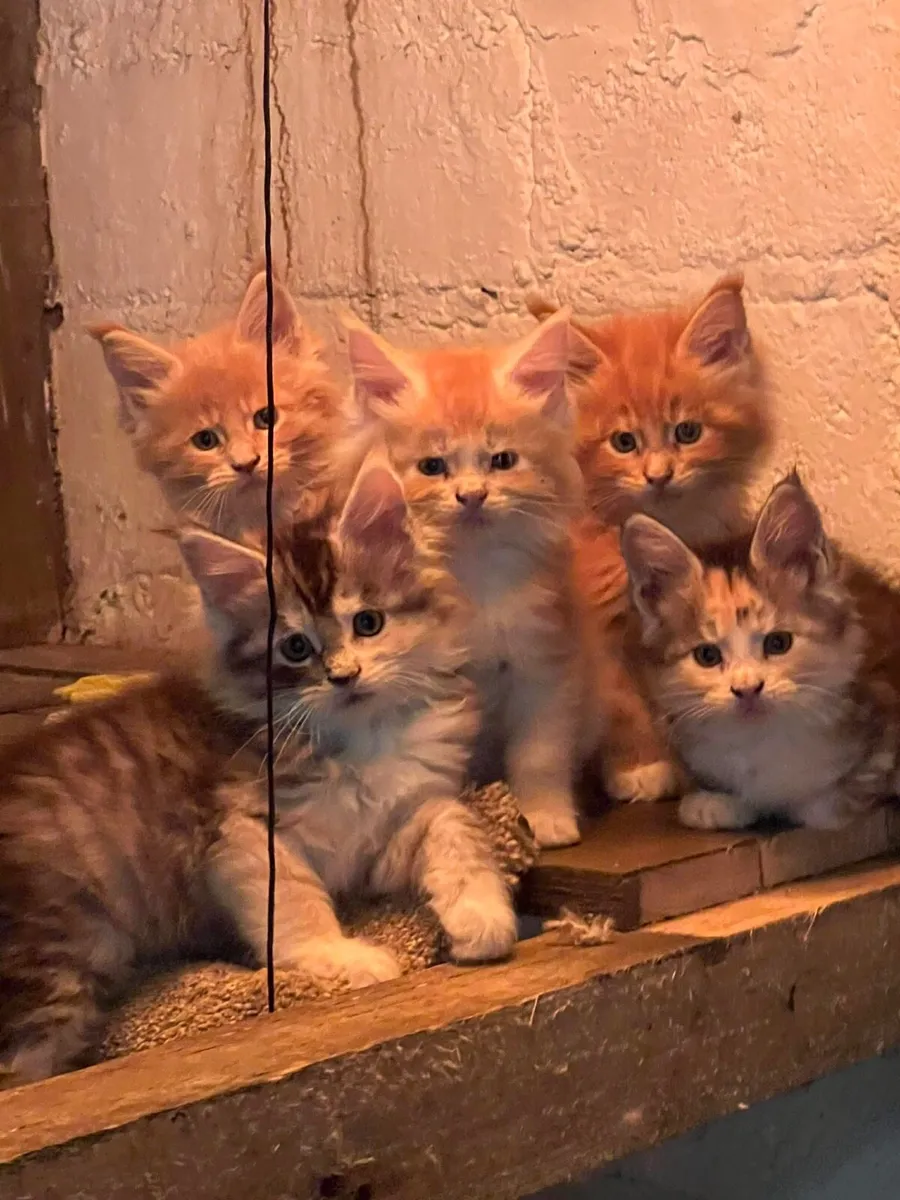 Maine Coone kittens - Image 1