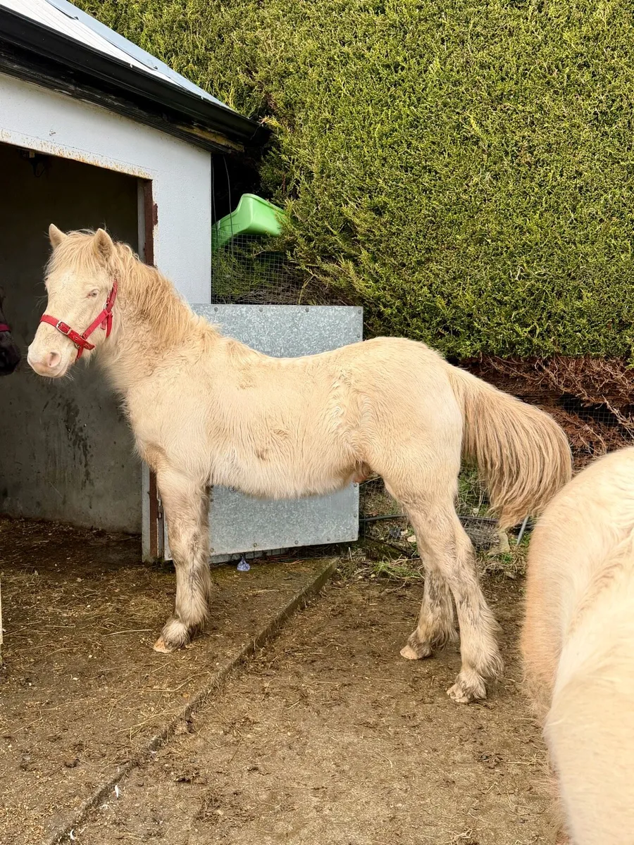 Palomino Filly & perlino colt foals - Image 1