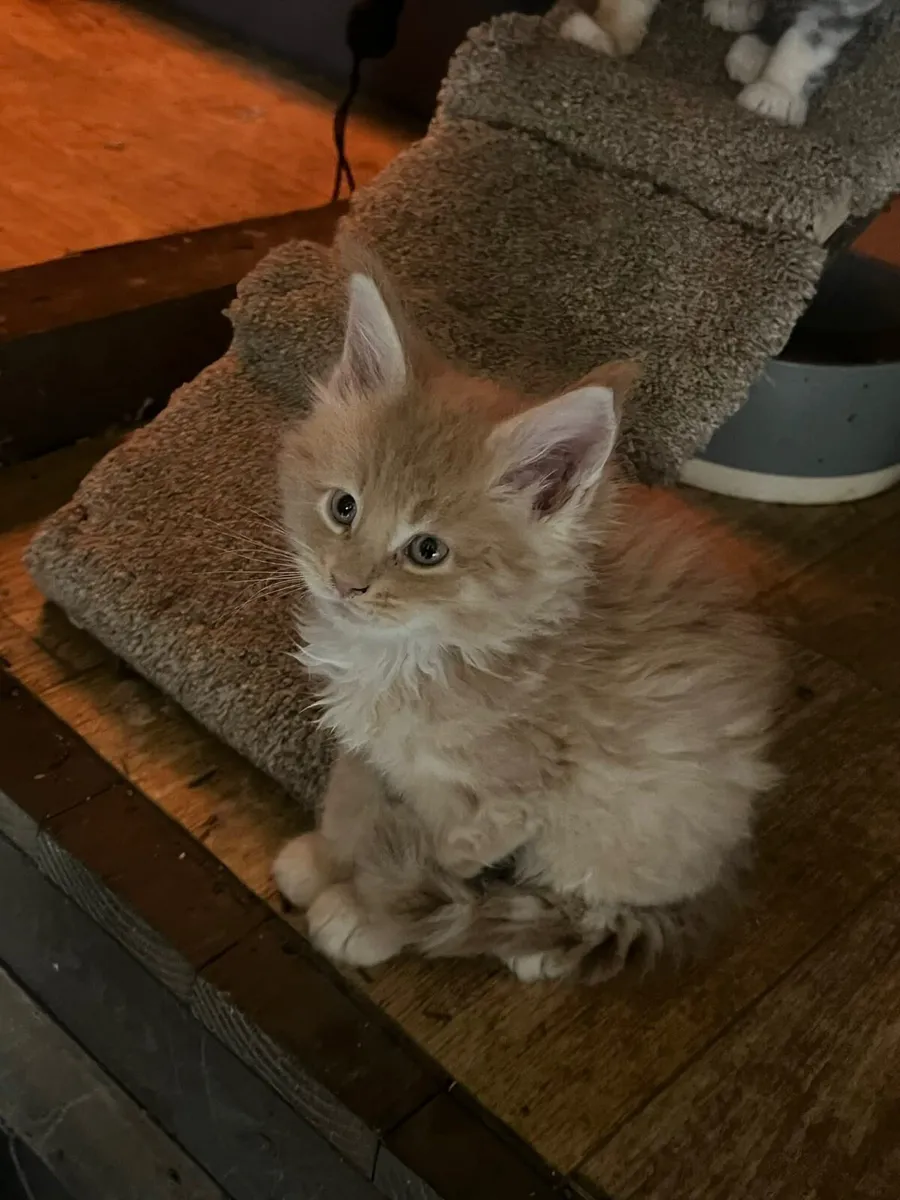 Maine Coone kittens - Image 2