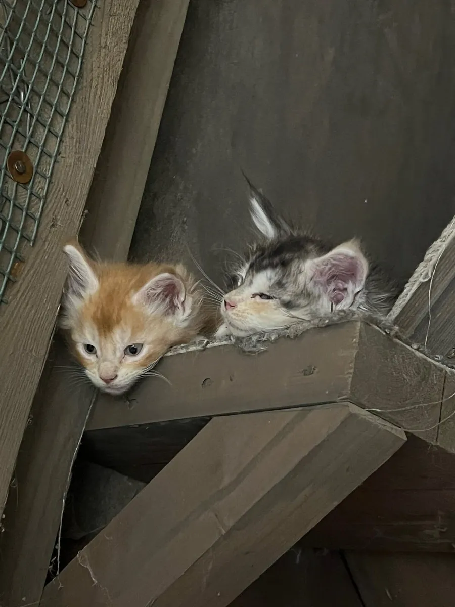 Maine Coone kittens - Image 3