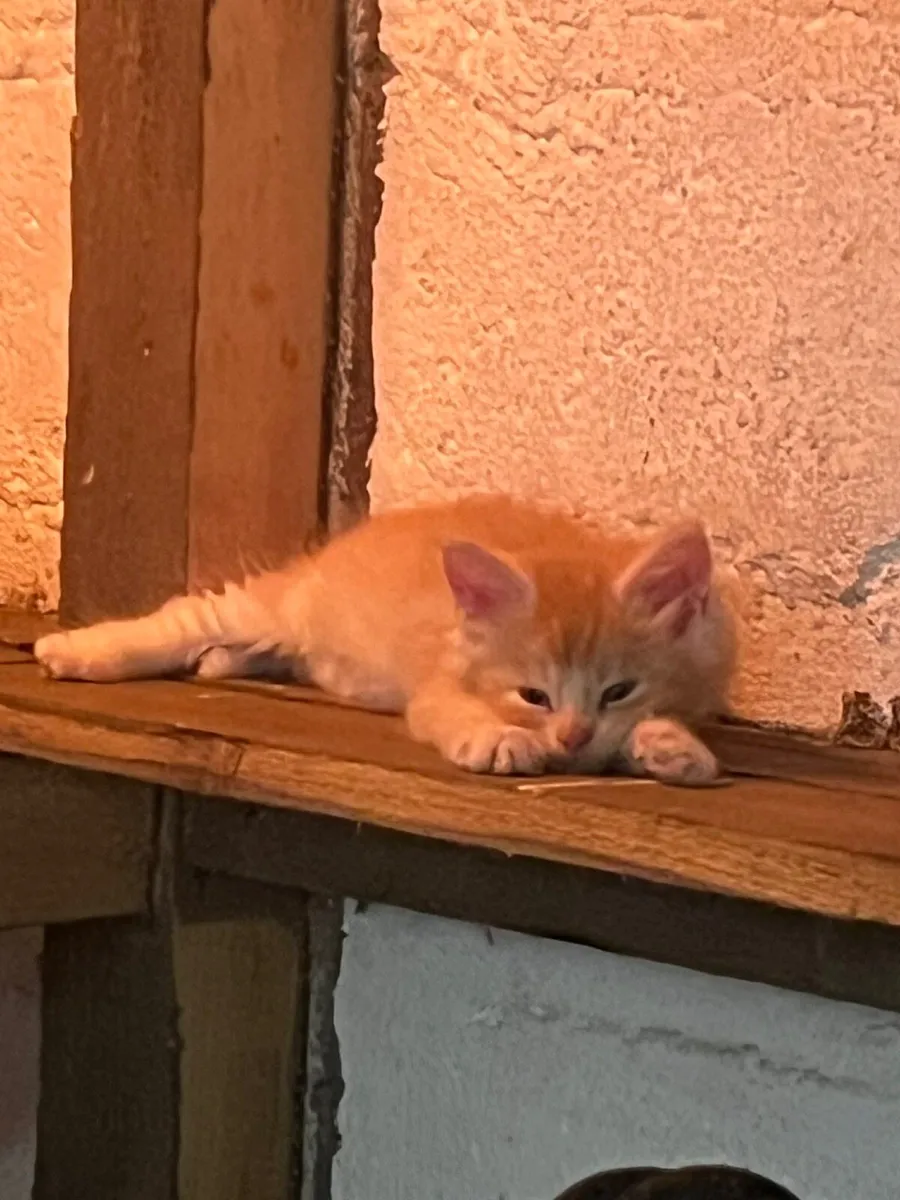 Maine Coone kittens - Image 4