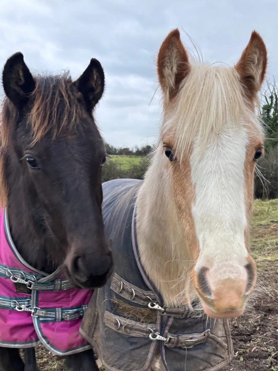 Palomino Filly & perlino colt foals - Image 1