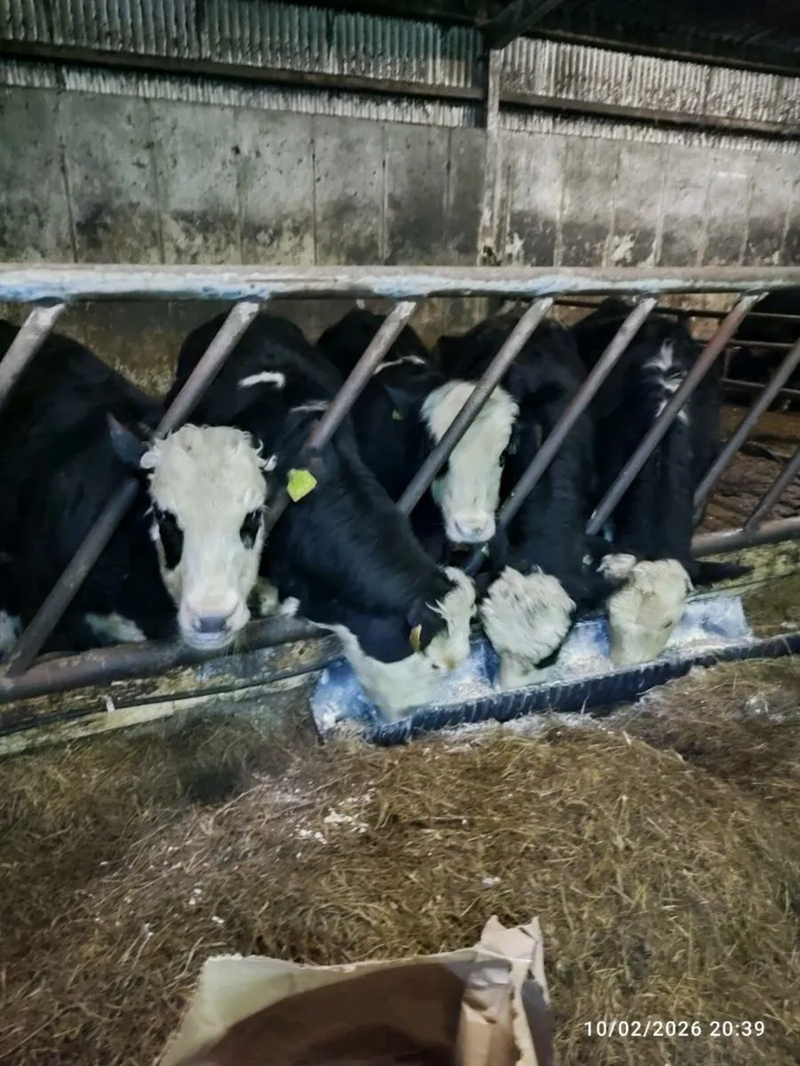 Hereford bullocks - Image 1