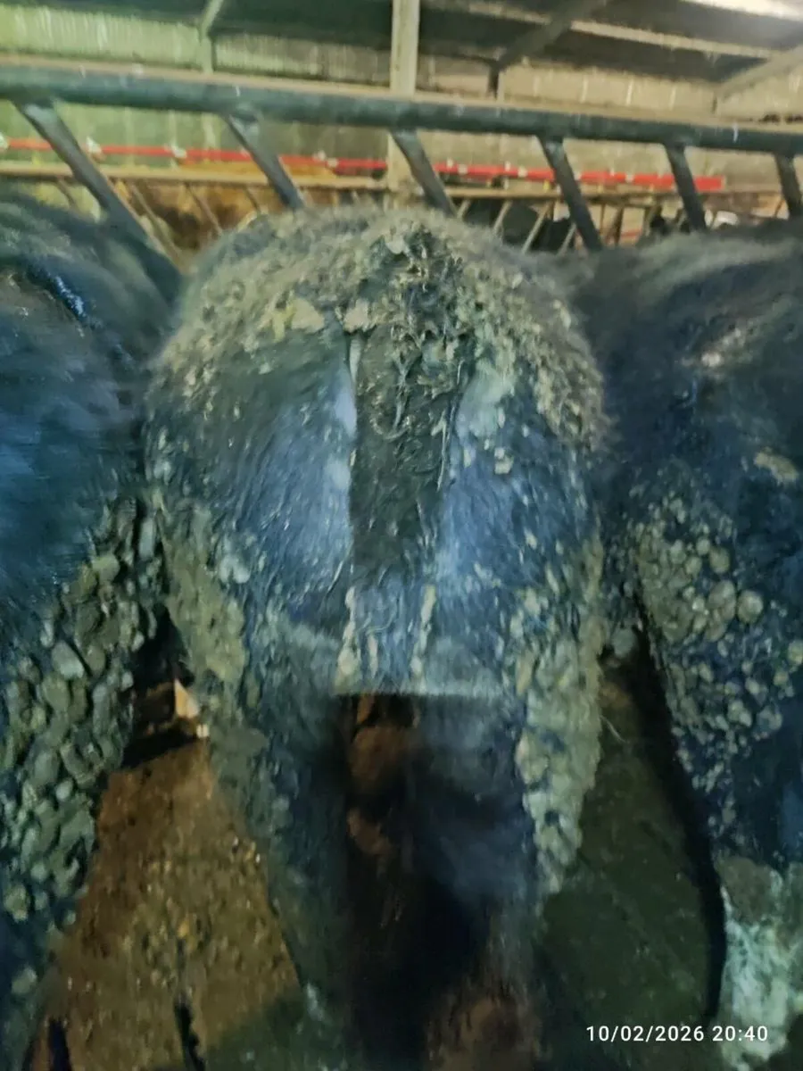 Hereford bullocks - Image 2