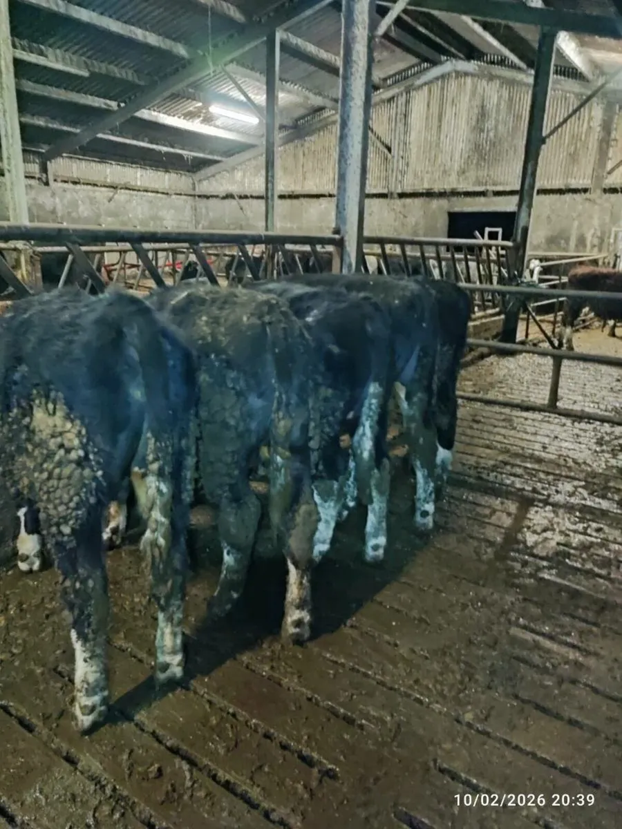 Hereford bullocks - Image 3