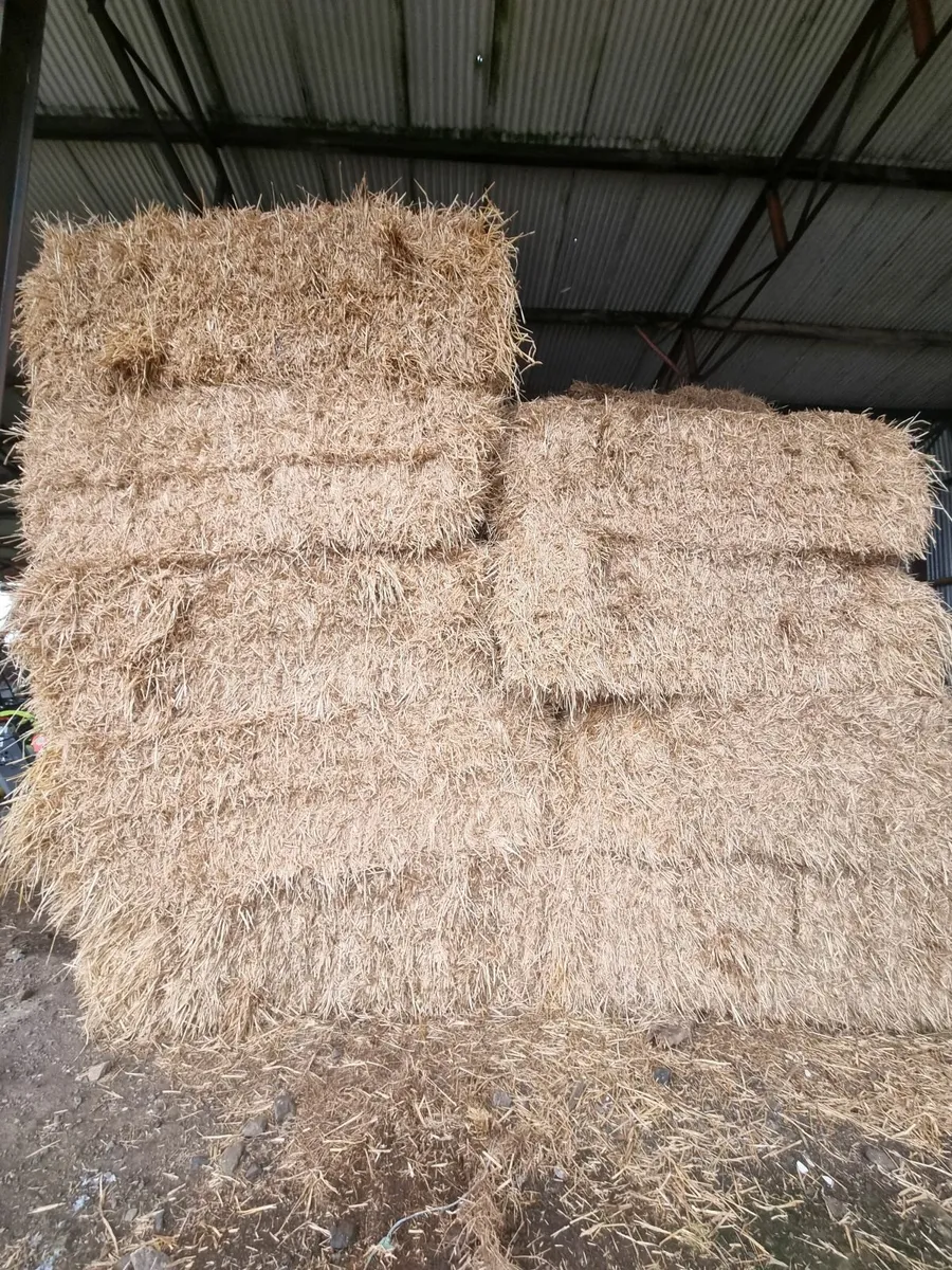 Winter Barley Straw - Image 2