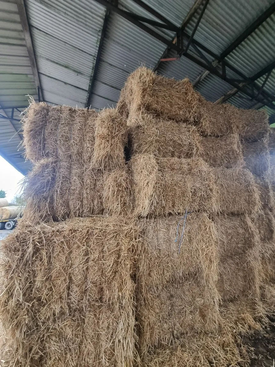 Winter Barley Straw - Image 3