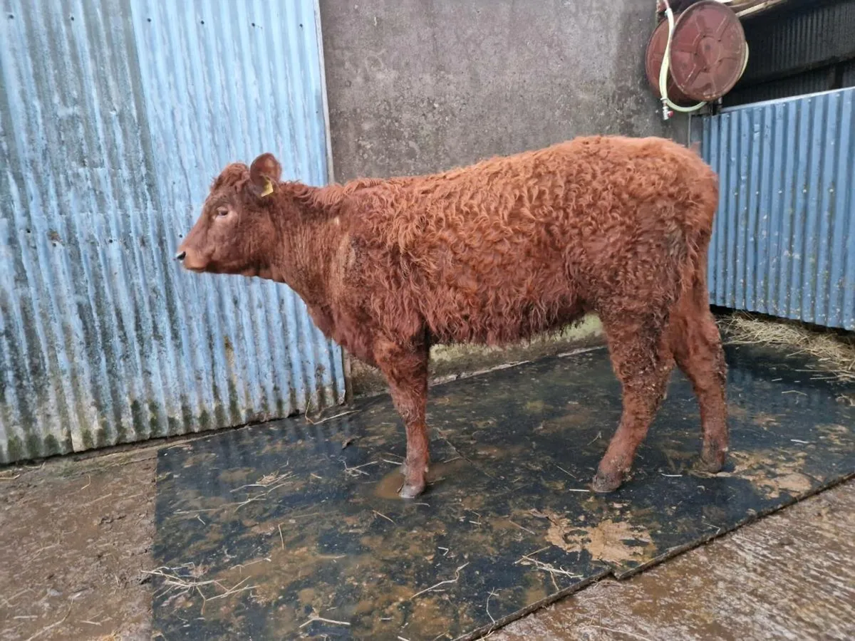 Saler Breeding Heifers 4 star - Image 3