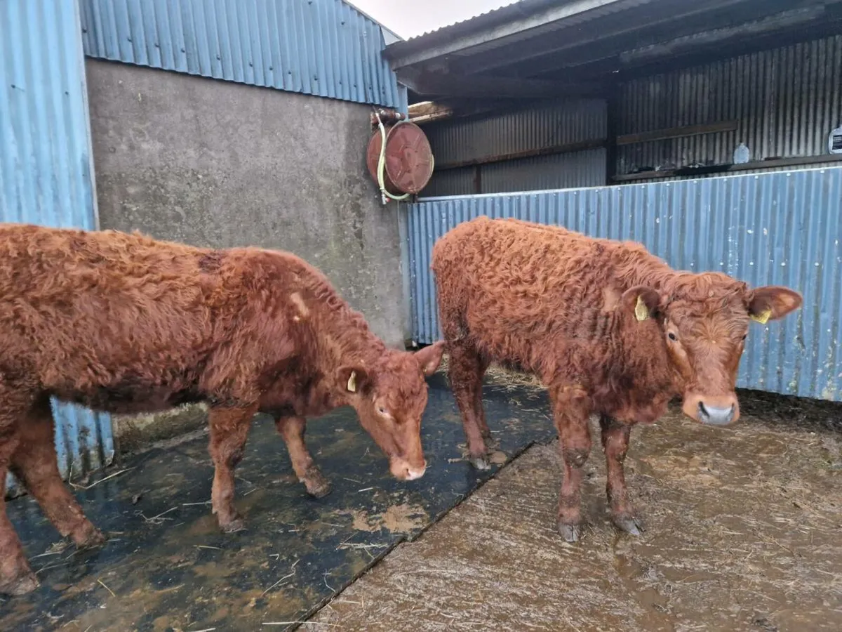 Saler Breeding Heifers 4 star - Image 4