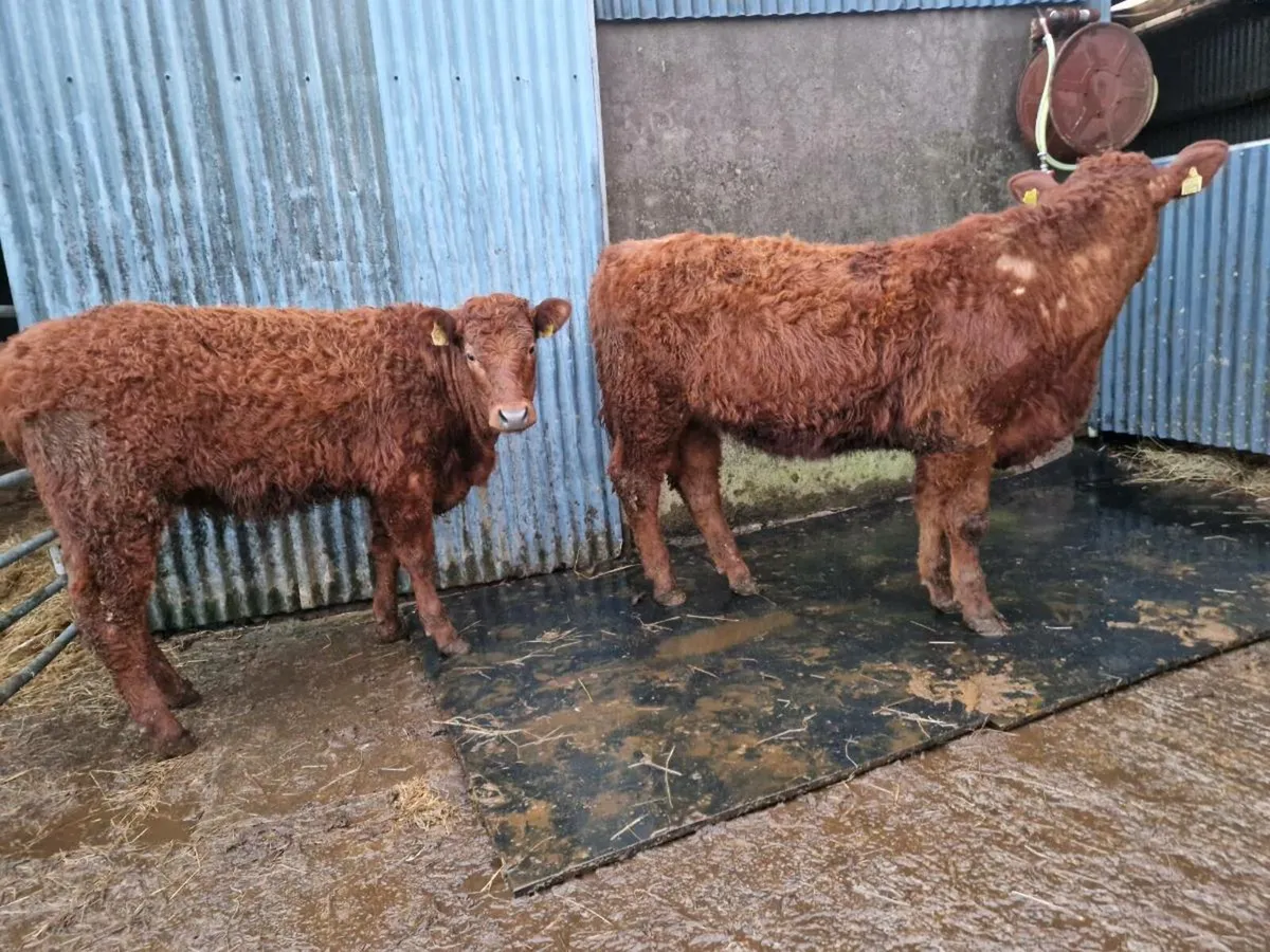 Saler Breeding Heifers 4 star - Image 2