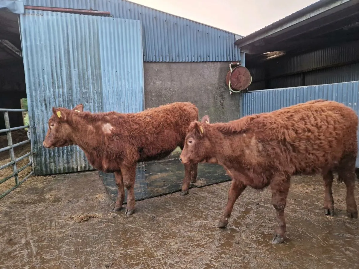 Saler Breeding Heifers 4 star - Image 1