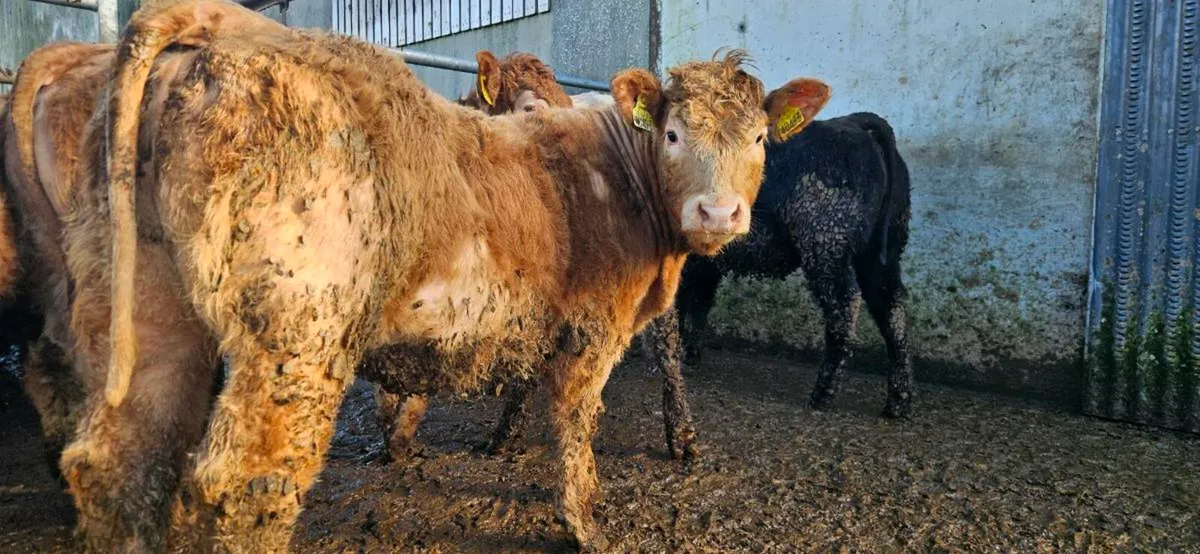 6 Super U Grade Heifers - Image 1