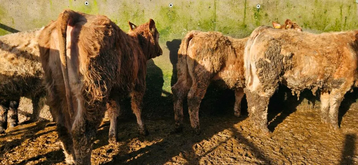 6 Super U Grade Heifers - Image 2