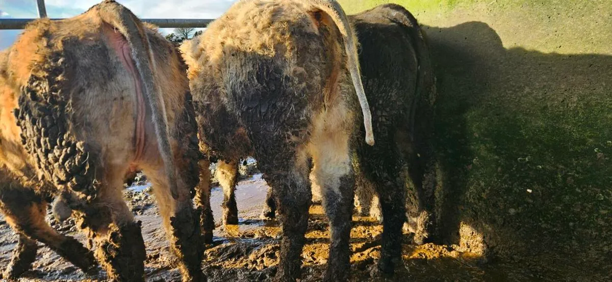 6 Super U Grade Heifers - Image 3