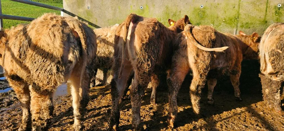 6 Super U Grade Heifers - Image 4