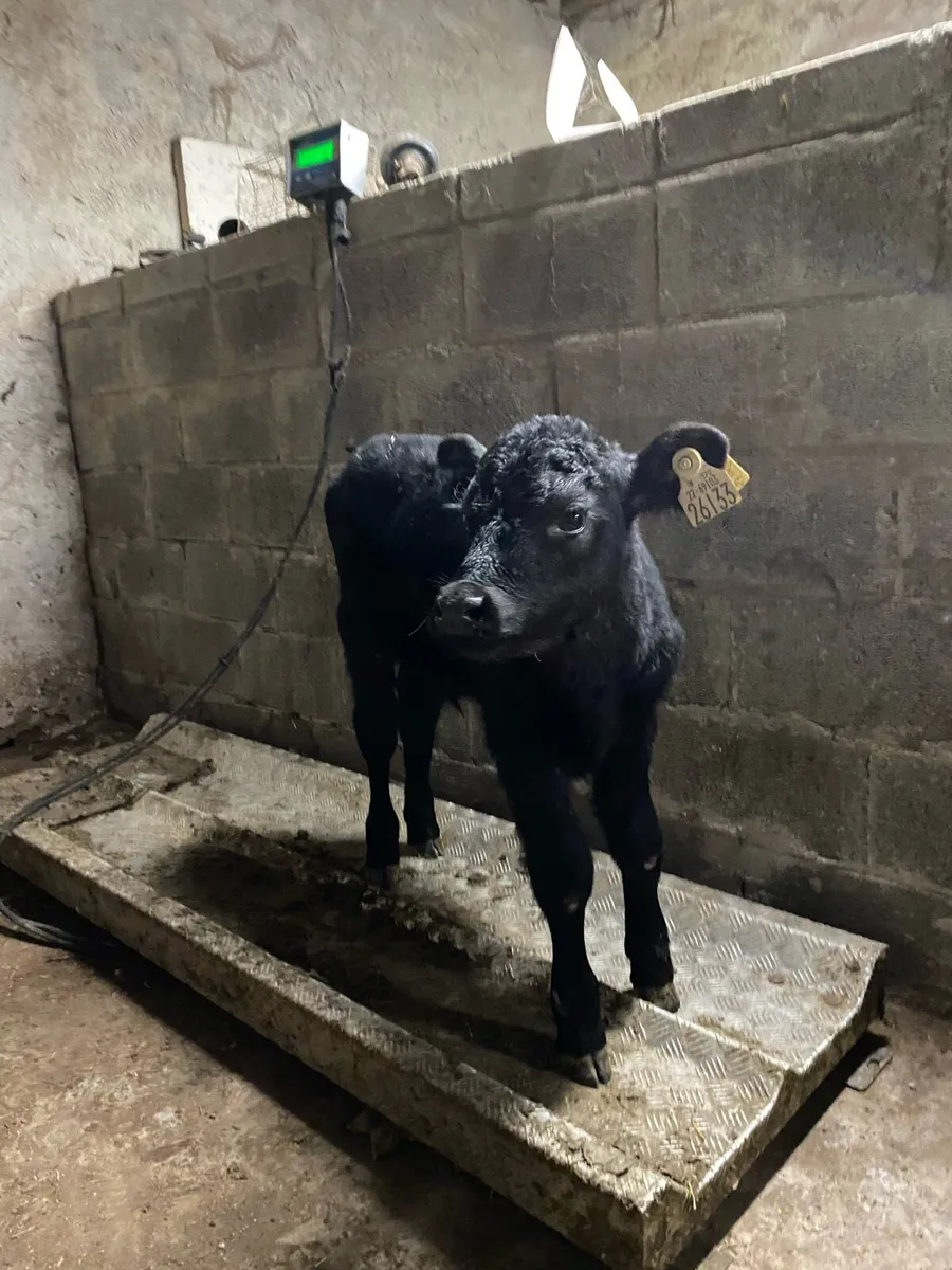 Aax calves and fr bull calves