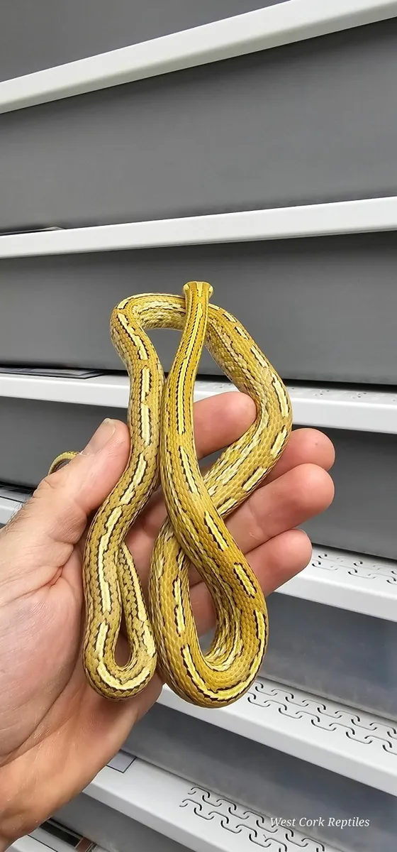 Corn snake with starter kit - Image 1