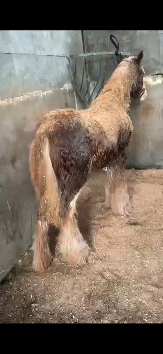 Super colt for sale - Image 2