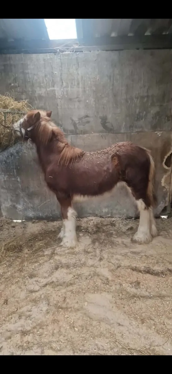 Super colt for sale - Image 1