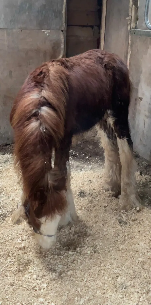 Super colt for sale - Image 3