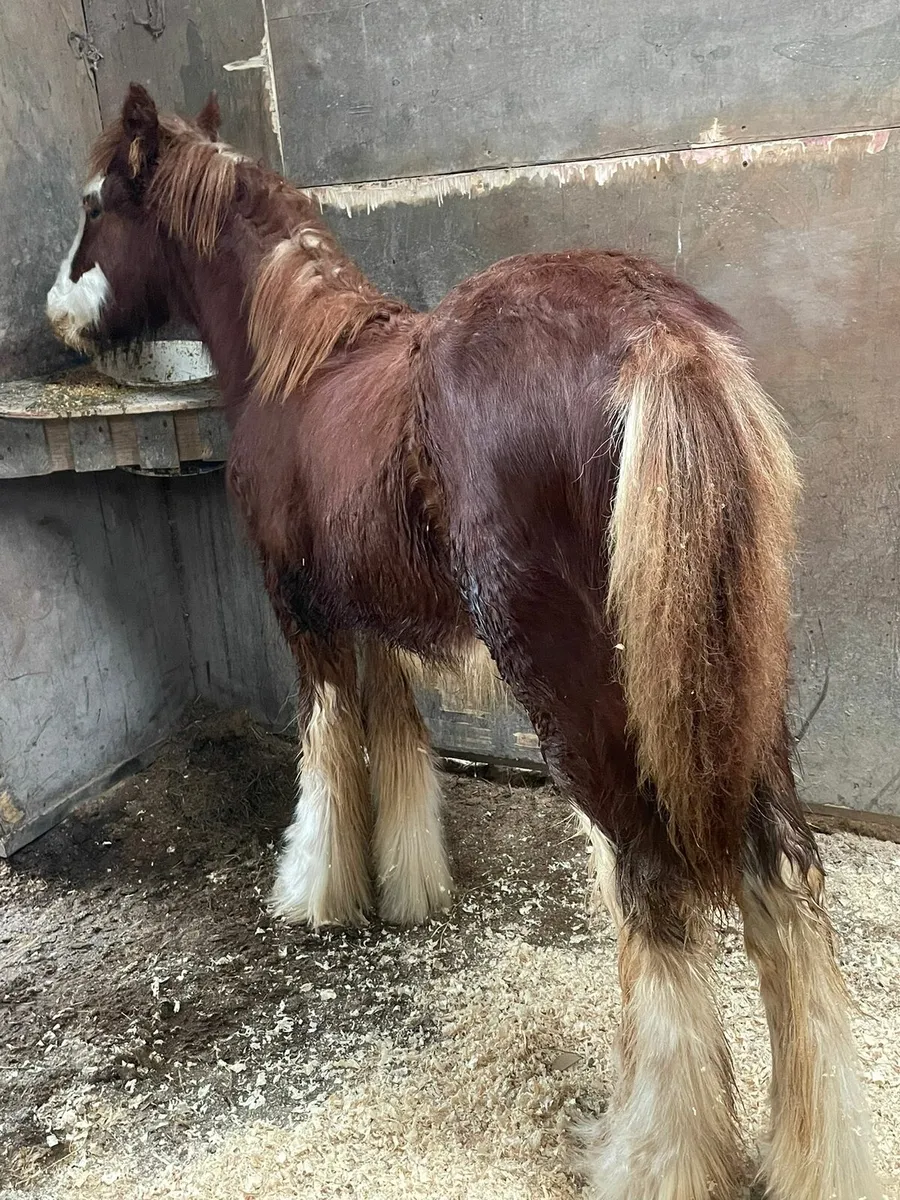 Super colt for sale - Image 4