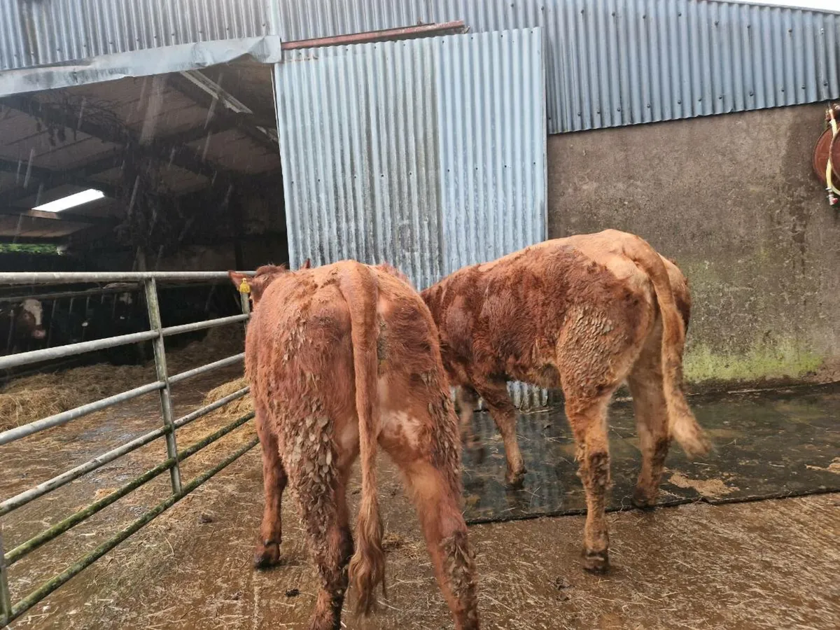 Breeding heifers - Image 1