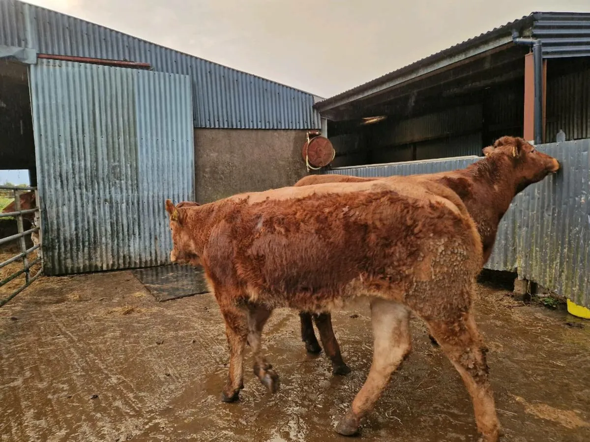 Breeding heifers - Image 3