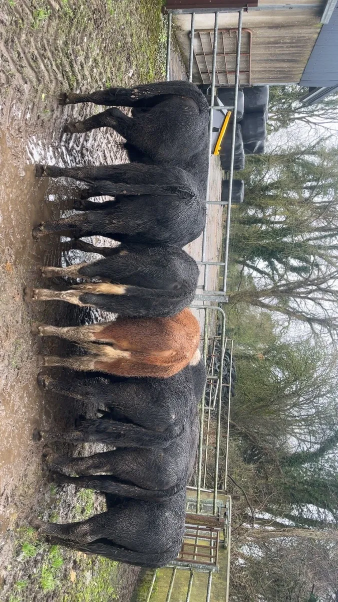 Yearling bulls