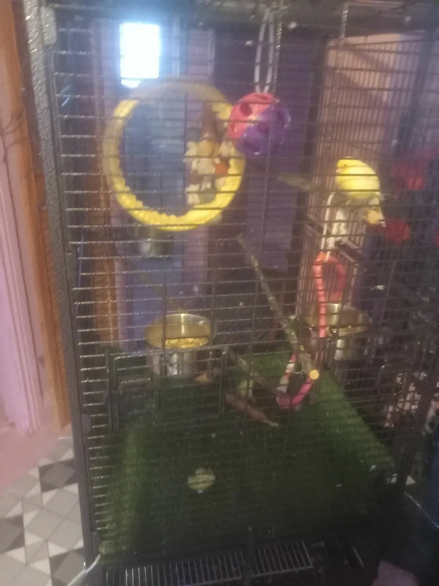 Cage aviary - Image 4