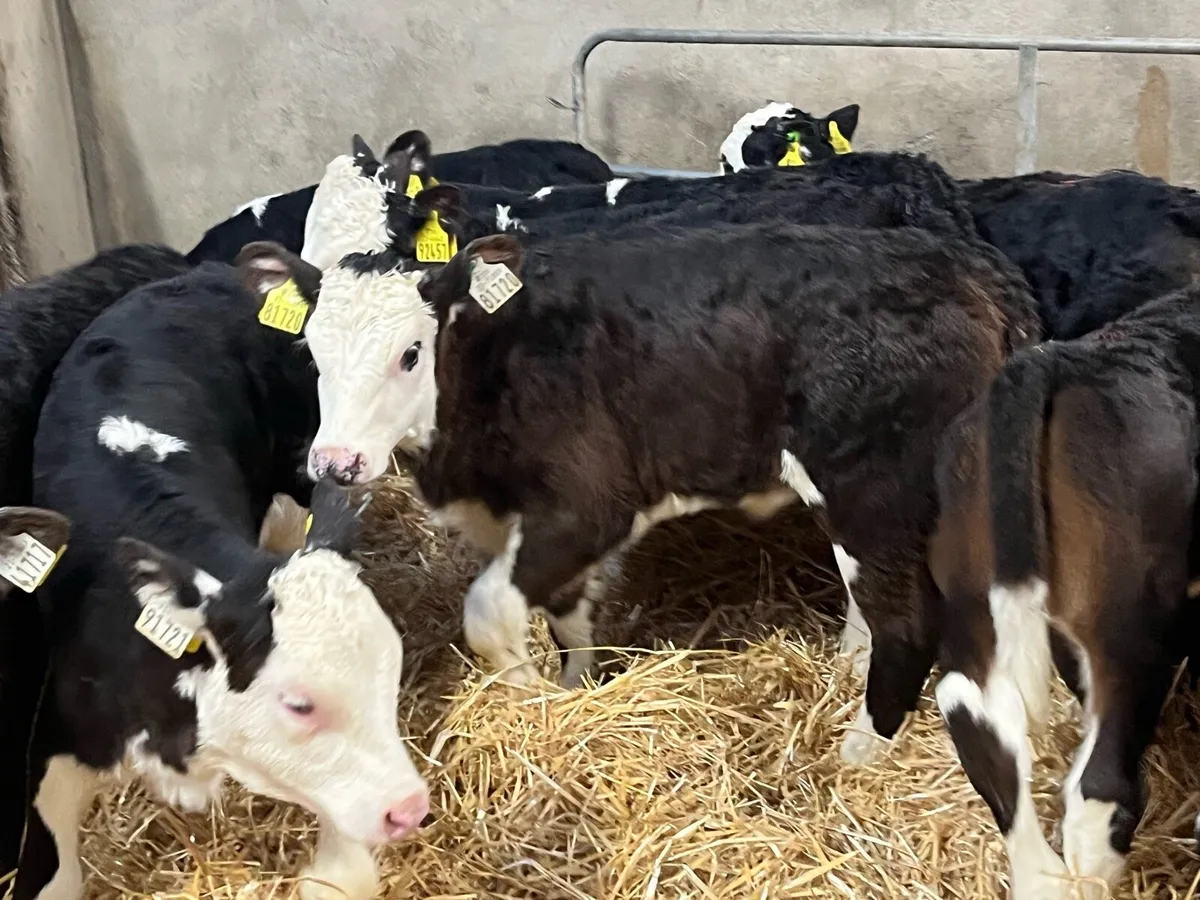 12 Super HE Heifer Calves - Image 1