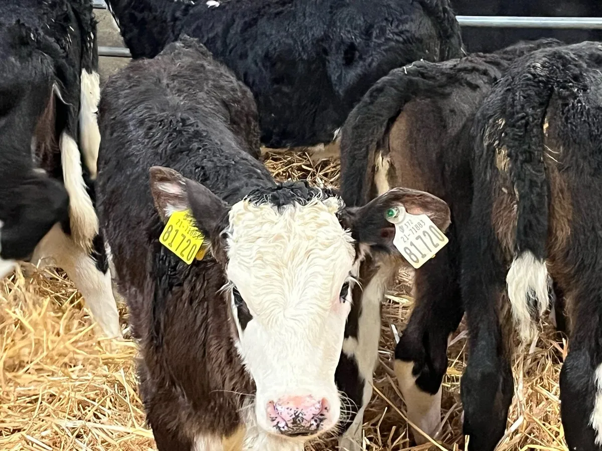 12 Super HE Heifer Calves - Image 2