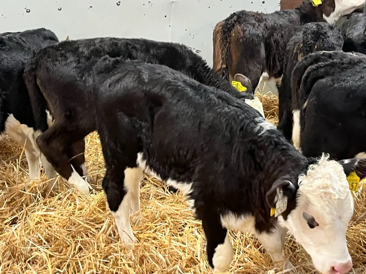 12 Super HE Heifer Calves - Image 4